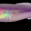 Megabass Magdraft (6in)
